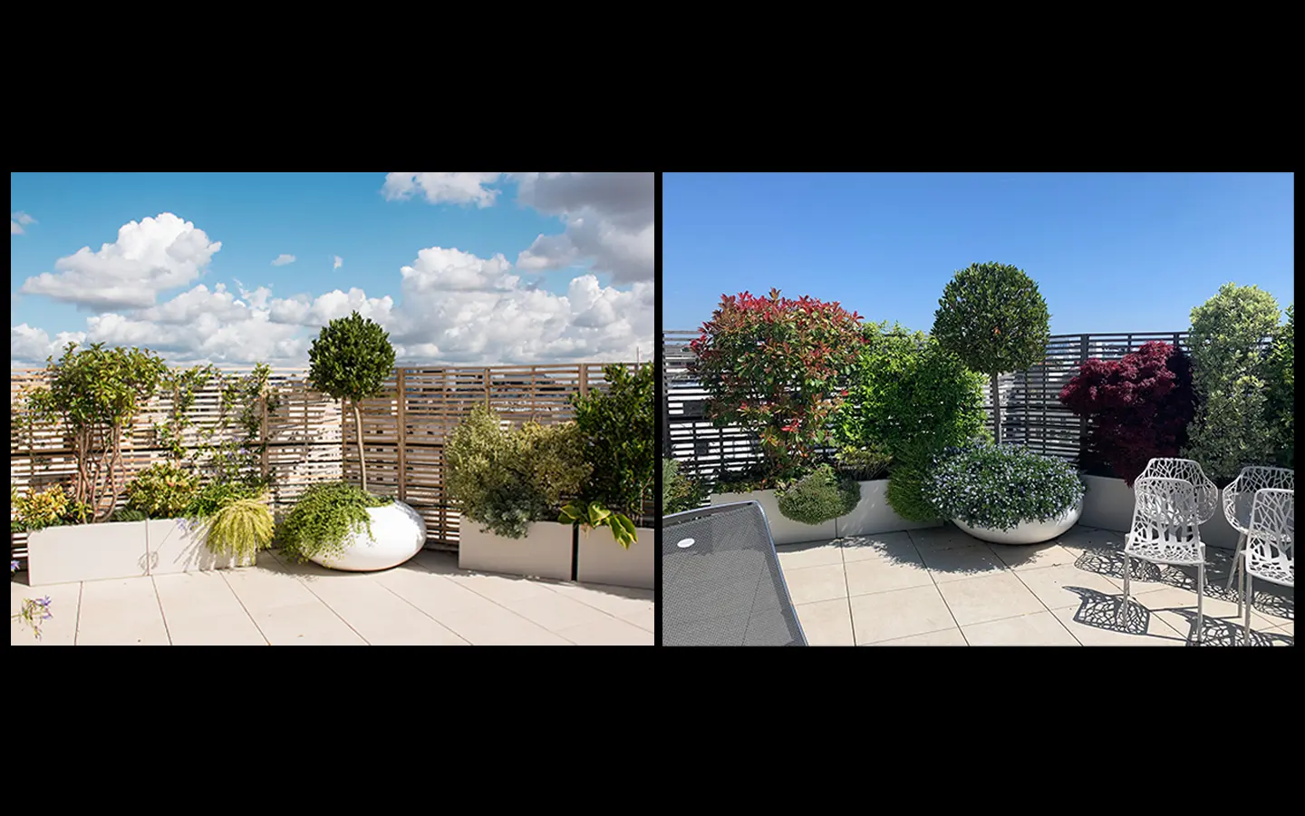 evolution des plantes