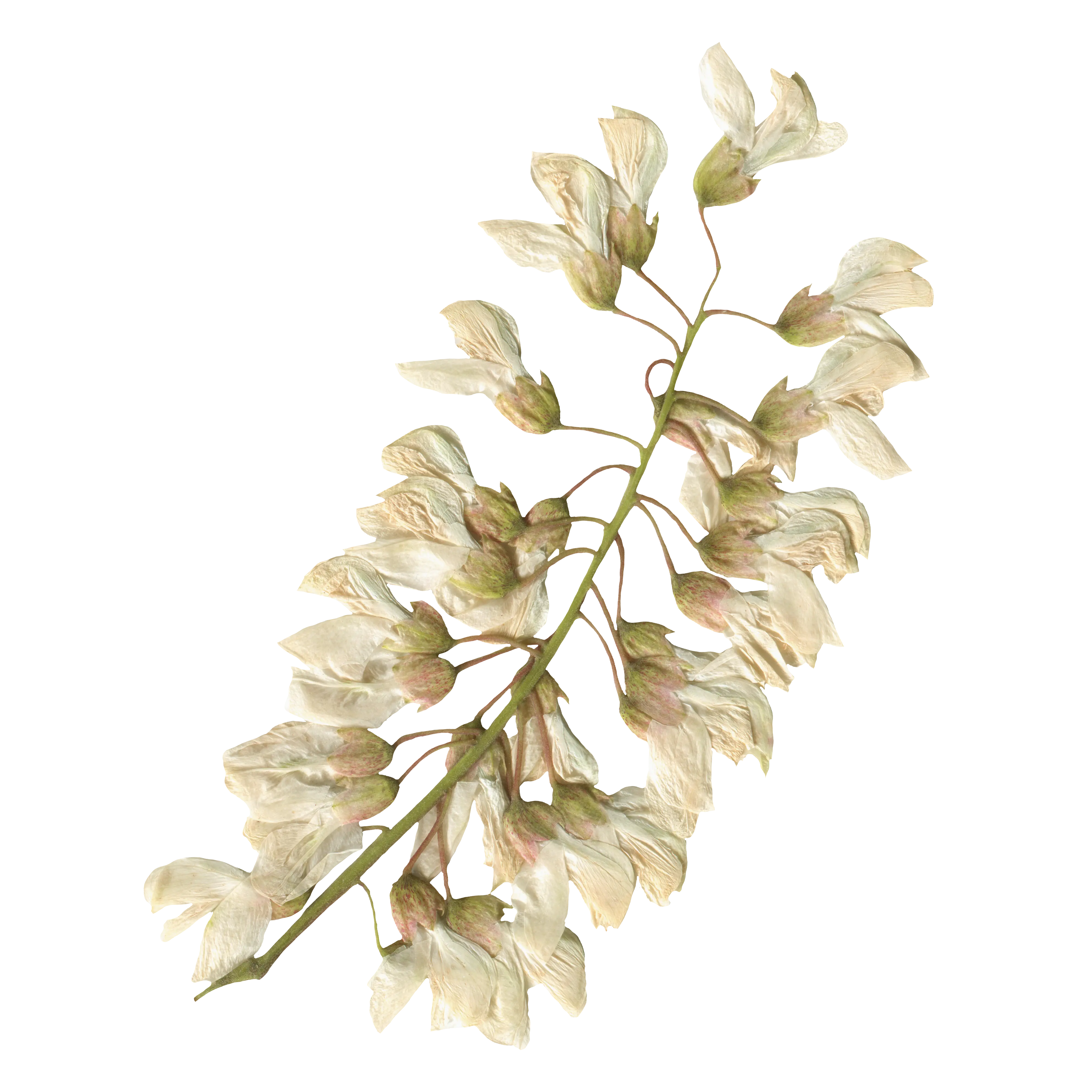 Fleur décorative